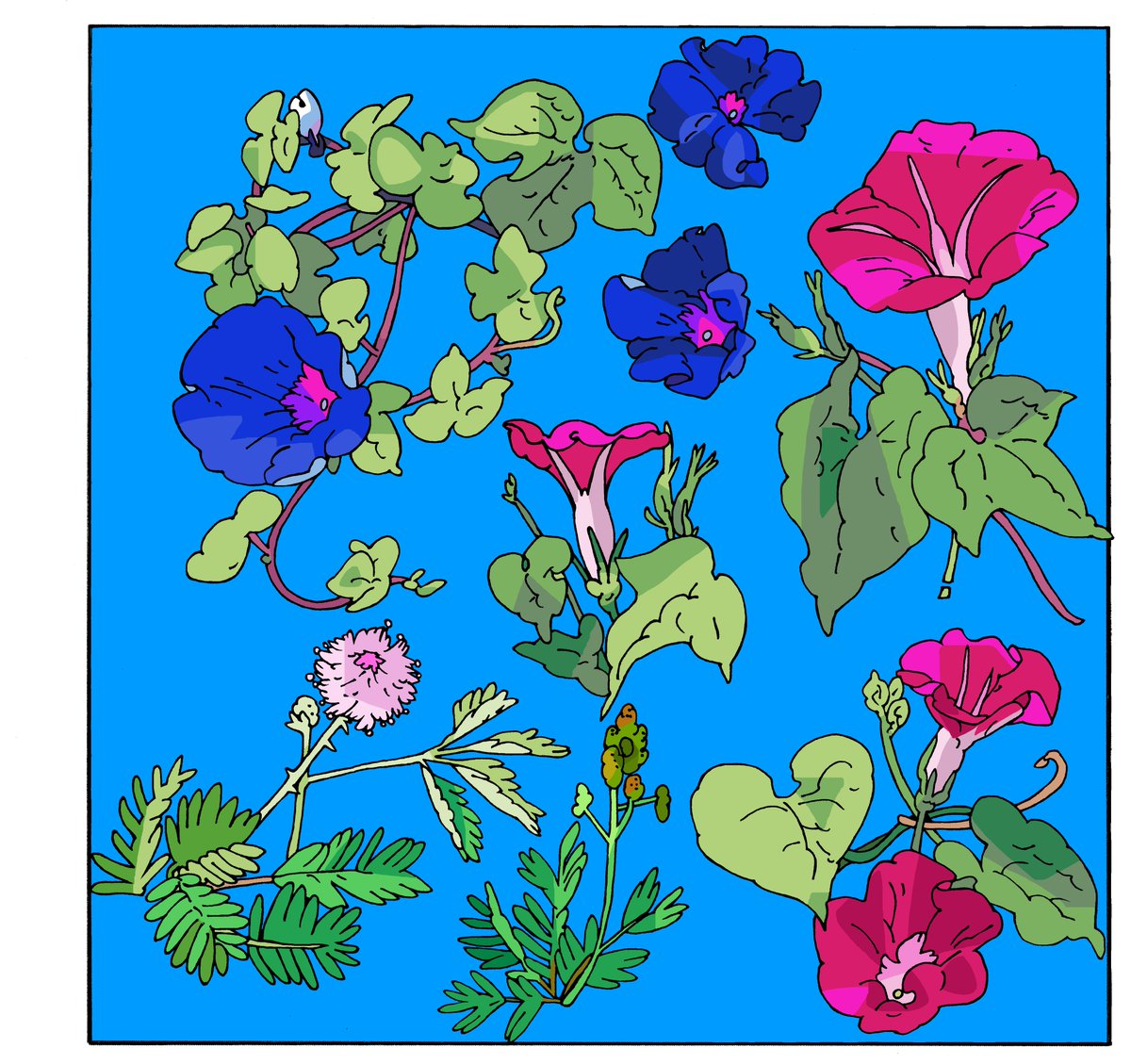 shwanpai's tweet photo. 朝顔🌺 https://t.co/SeV1fBCTRH