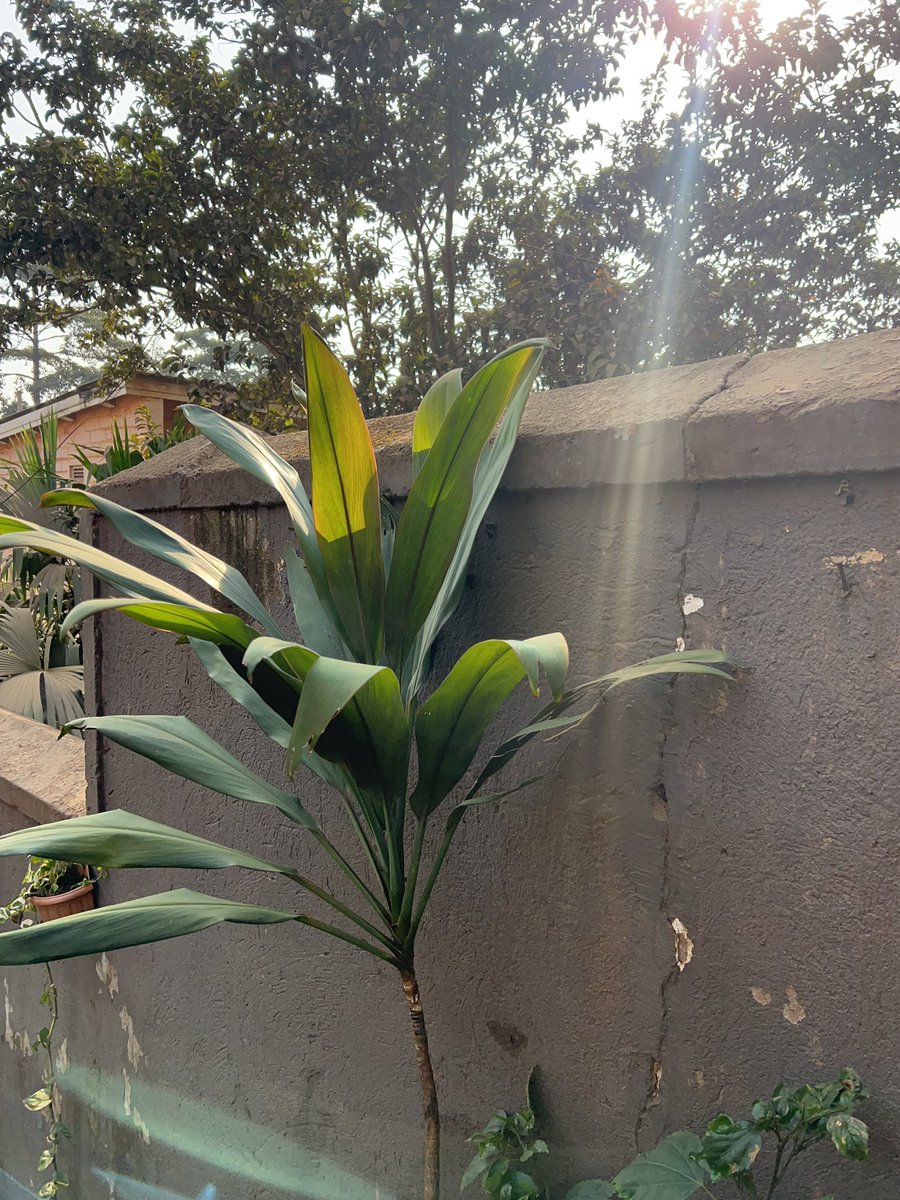 RuwiEssentials's tweet photo. Grab a Cordyline from us and add some tropical vibes to your space 

#Cordyline #lowmaintenanceplants  #ruwiessentials https://t.co/Qg4TdHAmYm