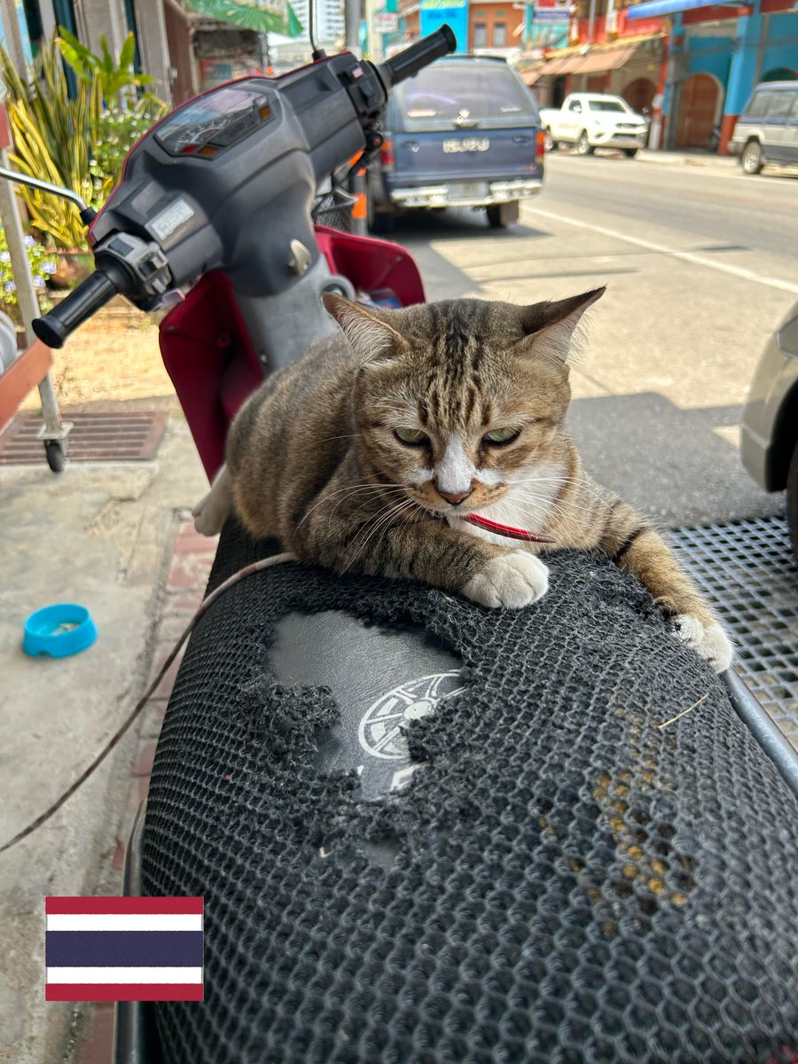 MJ13_JP's tweet photo. メコンデルタの風景と猫、集めてみました♨
メコンの猫さんたちは、骨格が小さく筋肉質な子が多い印象ですが、たまに大柄な子もいます♪メコンデルタの風景に溶け込む猫さんたちのかわいい写真をお届けします💖 https://t.co/jQxfr6GdEx