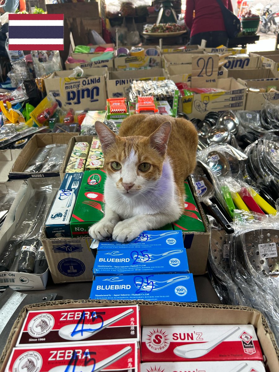 MJ13_JP's tweet photo. メコンデルタの風景と猫、集めてみました♨
メコンの猫さんたちは、骨格が小さく筋肉質な子が多い印象ですが、たまに大柄な子もいます♪メコンデルタの風景に溶け込む猫さんたちのかわいい写真をお届けします💖 https://t.co/jQxfr6GdEx