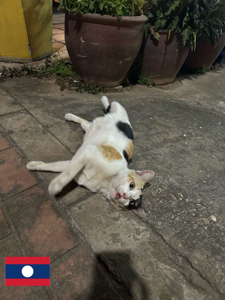 MJ13_JP's tweet photo. メコンデルタの風景と猫、集めてみました♨
メコンの猫さんたちは、骨格が小さく筋肉質な子が多い印象ですが、たまに大柄な子もいます♪メコンデルタの風景に溶け込む猫さんたちのかわいい写真をお届けします💖 https://t.co/jQxfr6GdEx