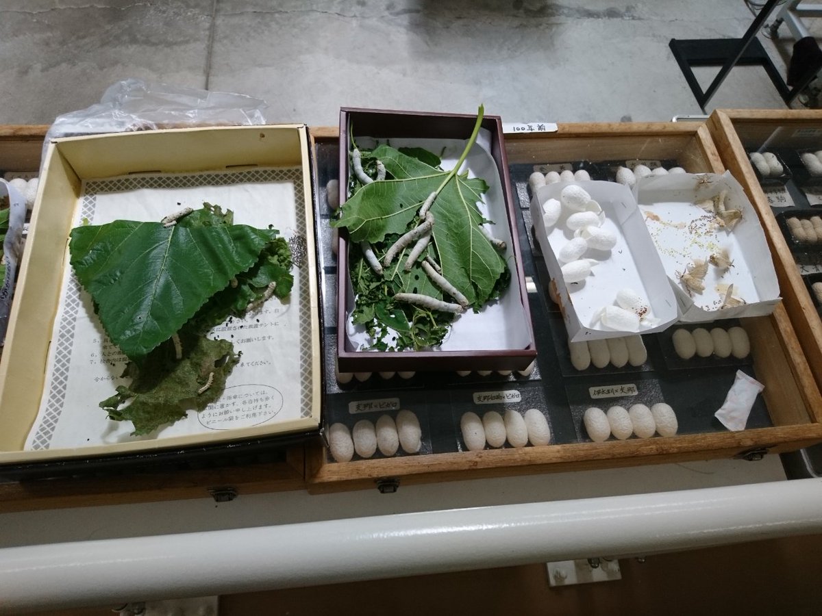 buri_sava's tweet photo. 地縁は無くとも何故か長年行きたいと思っていた岡谷市についに行けた。電動自転車で走る諏訪湖は快適過ぎ、遠くの富士山もしっかり見えた。馬刺しもおいしくいただき、シルクファクトおかやの見学にロマネットの温泉にと岡谷尽くしの時間に。不思議な気持ちになりつつ、一つの願いを実現できました。 https://t.co/nxQWwZoQn4