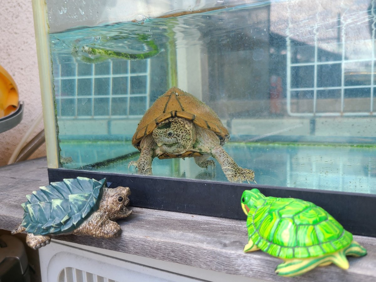 aojilltan's tweet photo. カメさんとカメさんがこんぬつわ🐢
あんただれ？

なんのカメさんかな？
かわいいカメさんがいたからお供のカメさんを見せてみたら興味津々
みんなかわいい🐢 https://t.co/p2yw25LKU2
