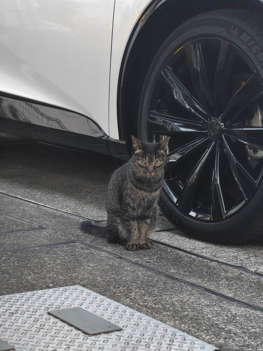 Burcanillo's tweet photo. 美人がいた😻 https://t.co/2jChwVKT2W