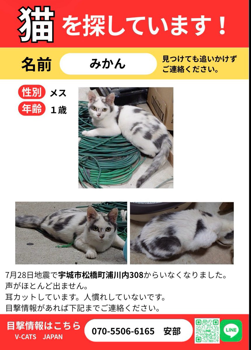 VCATSJAPAN's tweet photo. 🆘#熊本地震 #迷子猫 #拡散希望 🆘
みかんちゃん/パステル三毛
宇城市松橋町浦川内

詳細はこちら
https://t.co/13RtgeDa8H https://t.co/DIYkdaE1Oq
