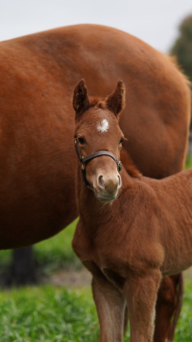 CoolmoreAus's tweet photo. First Southern Hemisphere Foal for City Of Troy 🌟

Dewhurst-winning European Champion two-year-old and World Champion three-year-old City Of Troy produced his first Australian-bred foal on the weekend, a colt out of Northuldra (Choisir) bred by Coolmore and partners.

Read more: https://t.co/e26ZAhv5va

#CoolmoreSires #HomeOfChampions