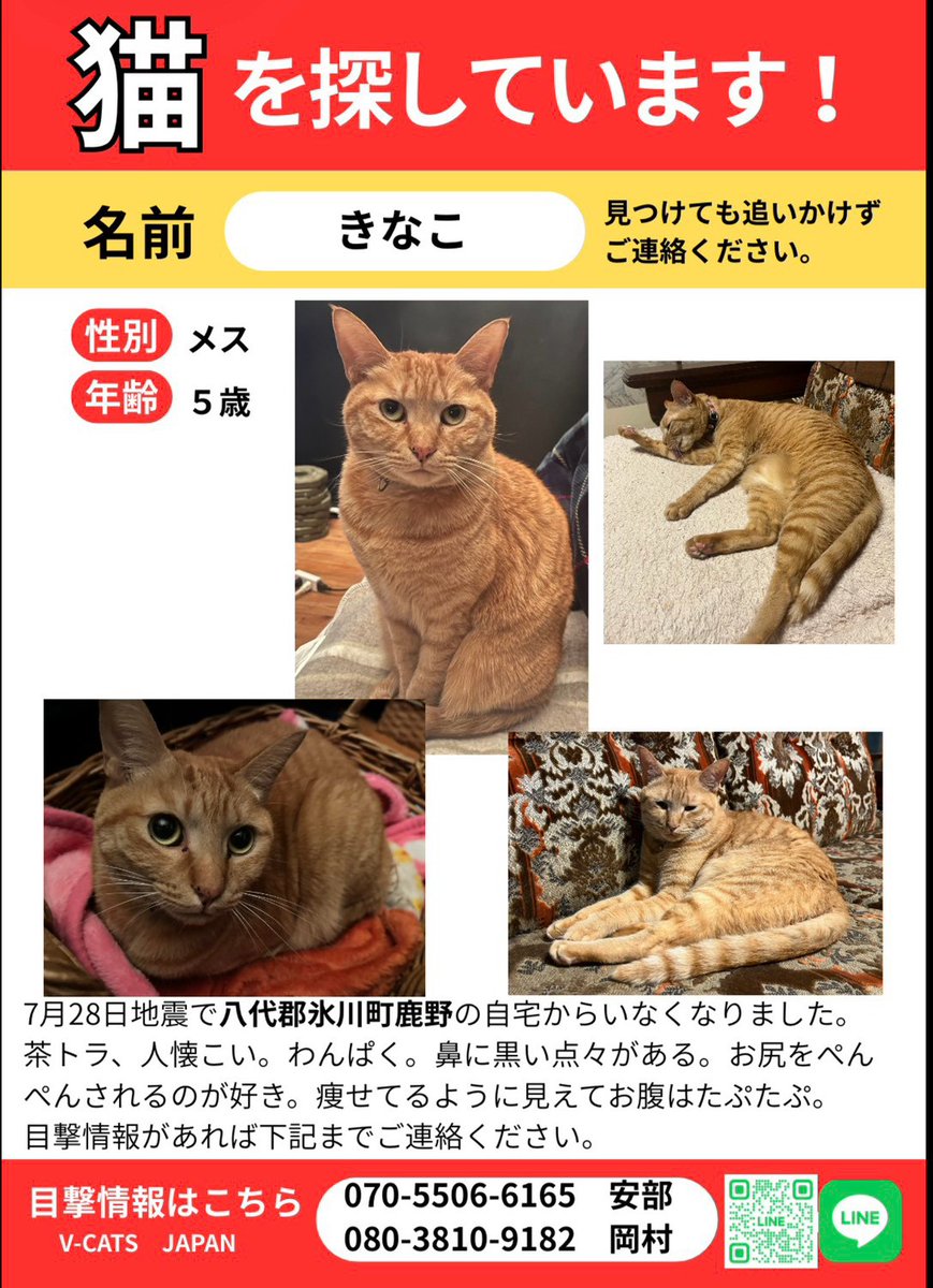 VCATSJAPAN's tweet photo. 🆘#熊本地震 #迷子猫 #拡散希望 🆘
きなこちゃん/茶トラ
八代郡氷川町鹿野

詳細はこちら
https://t.co/lLTlzrzHNp https://t.co/JDQuGZ3X98