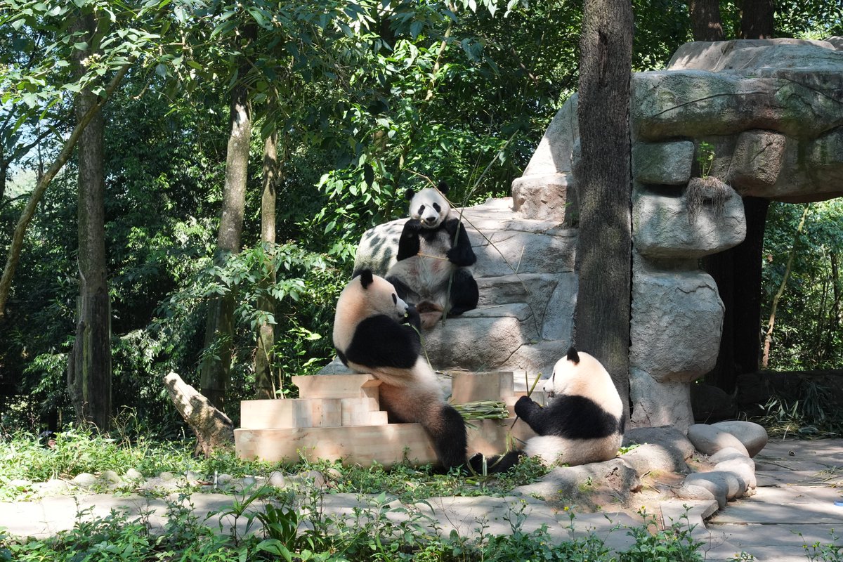 COSCOSHIPPING's tweet photo. COSCO SHIPPING has partnered with the China Conservation and Research Center for the Giant Panda to launch a project supporting giant panda conservation and research!🐼🏡

We’ve provided specialized research funding, custom shipping containers, and ship-shaped enrichment toys for the pandas’ habitat. We’re on a mission to build a sustainable future for our animal friends!🌿🚢

#COSCOSHIPPING #SailingTogether