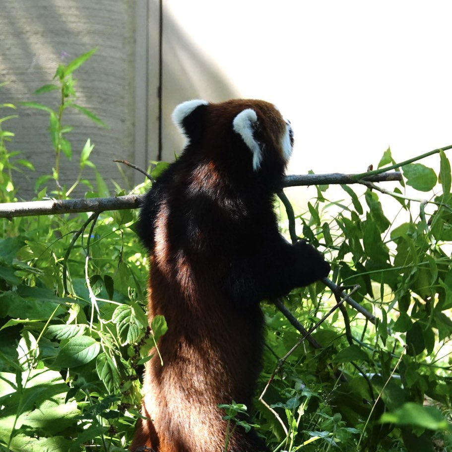 komabaZooPhoto's tweet photo. 木が折れそうなくらい曲げる笑顔のヒナギクです

#レッドパンダ #redpanda #レッサーパンダ #ヒナギク https://t.co/3uVOwEOPca