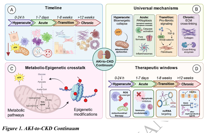 NDTsocial's tweet photo. NEW Review:

The AKI-CKD continuum: mechanisms and therapeutic interventions

📖https://t.co/AAbRnhNyAw https://t.co/ytjXkCYfWc