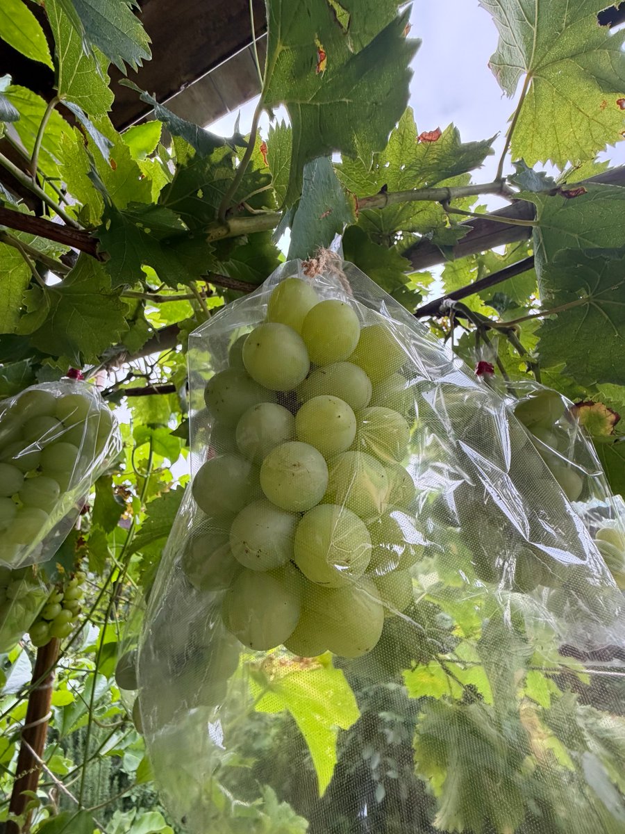 831btk's tweet photo. 「緑のカーテン」で、野菜と果物を育てています。今はゴーヤーとパッションフルーツ、それにブドウがとれています。ヘチマは、種まきが遅かったのか、まだ実がなっていませんが、幼果を豚バラ肉と炒めると絶品です。 https://t.co/UpM3B24eER