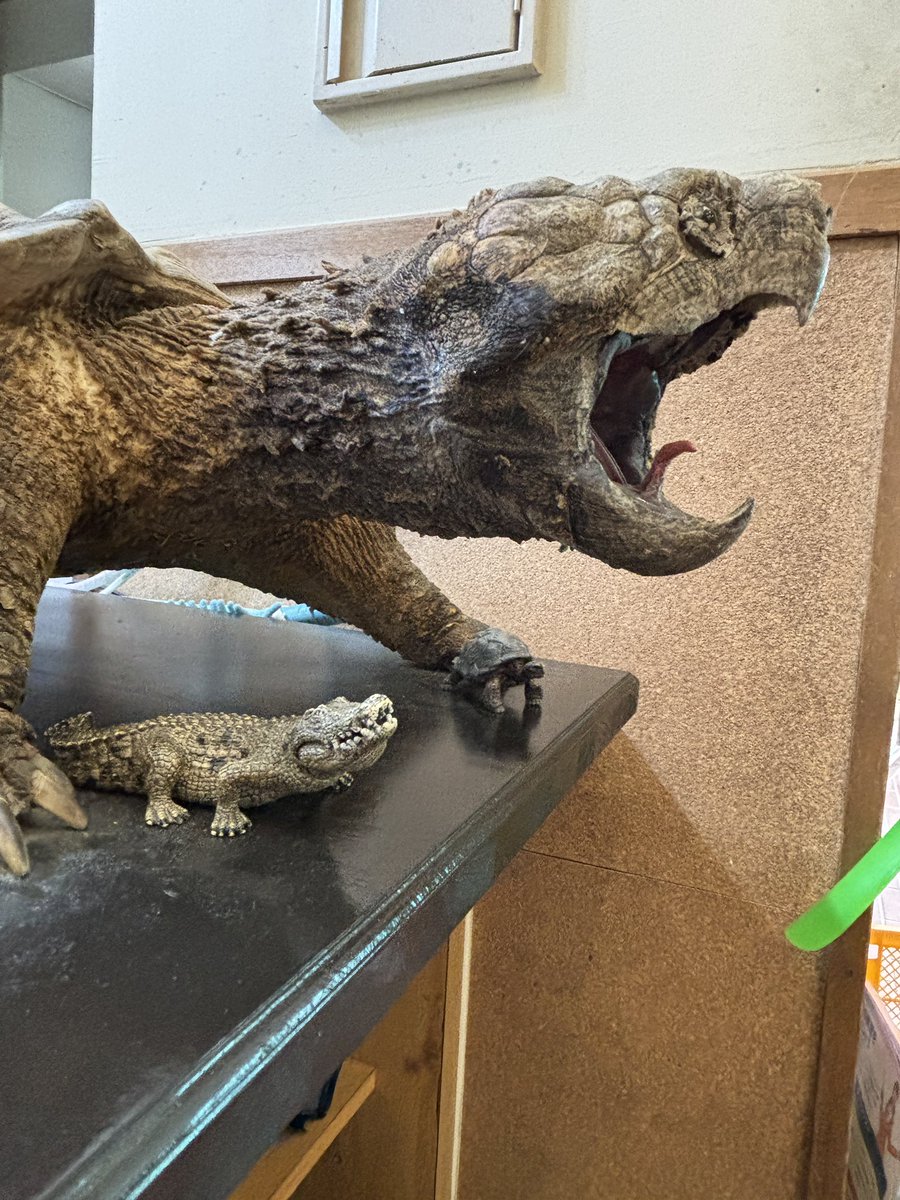 Lane_Temporary's tweet photo. 富山のカミツキガメの剥製は、ワニよりも何倍もでかい https://t.co/8ASMP2pHvZ