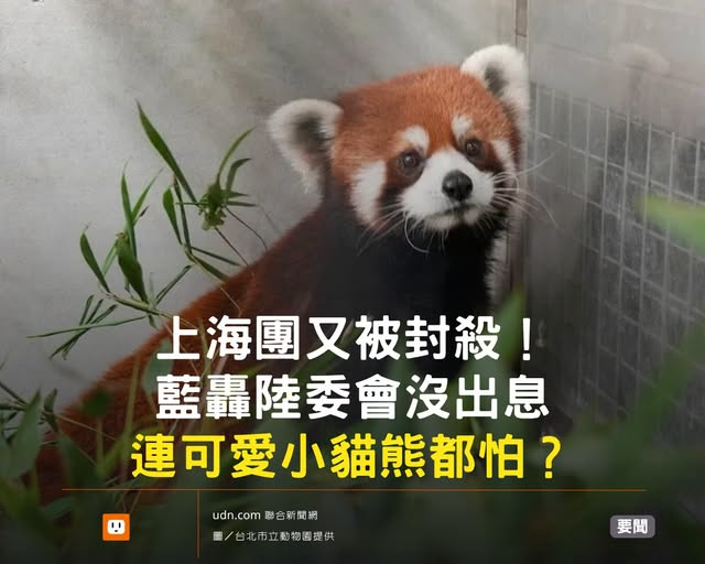 ControlFun77947's tweet photo. 專程看「樂樂」跟「甜甜」，小熊貓真的很萌。結果動物來了、上海官員���不准入境，陸委會直接擋，移交搞得像偷渡。逢陸必反到走火入魔，連動物園也淪陷。小動物交流可以有統戰疑慮？惡意刁難、存心找碴。下次看貓熊也要被說成統戰滲透，真的是夠了！ https://t.co/6EHDF4ugES