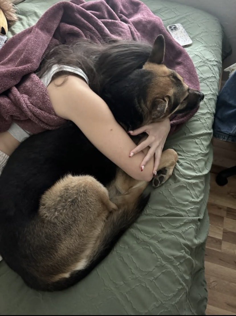 Sabrinapaws99's tweet photo. I don’t care how shy you are  if you're leaking, you’re ready. Just ask. Let’s make your sick little thoughts real.💦🐾
📩 Ask for menu via #Dogknotting #Breeding 
https://t.co/MKhafQmMQK https://t.co/txI8JhFHU1