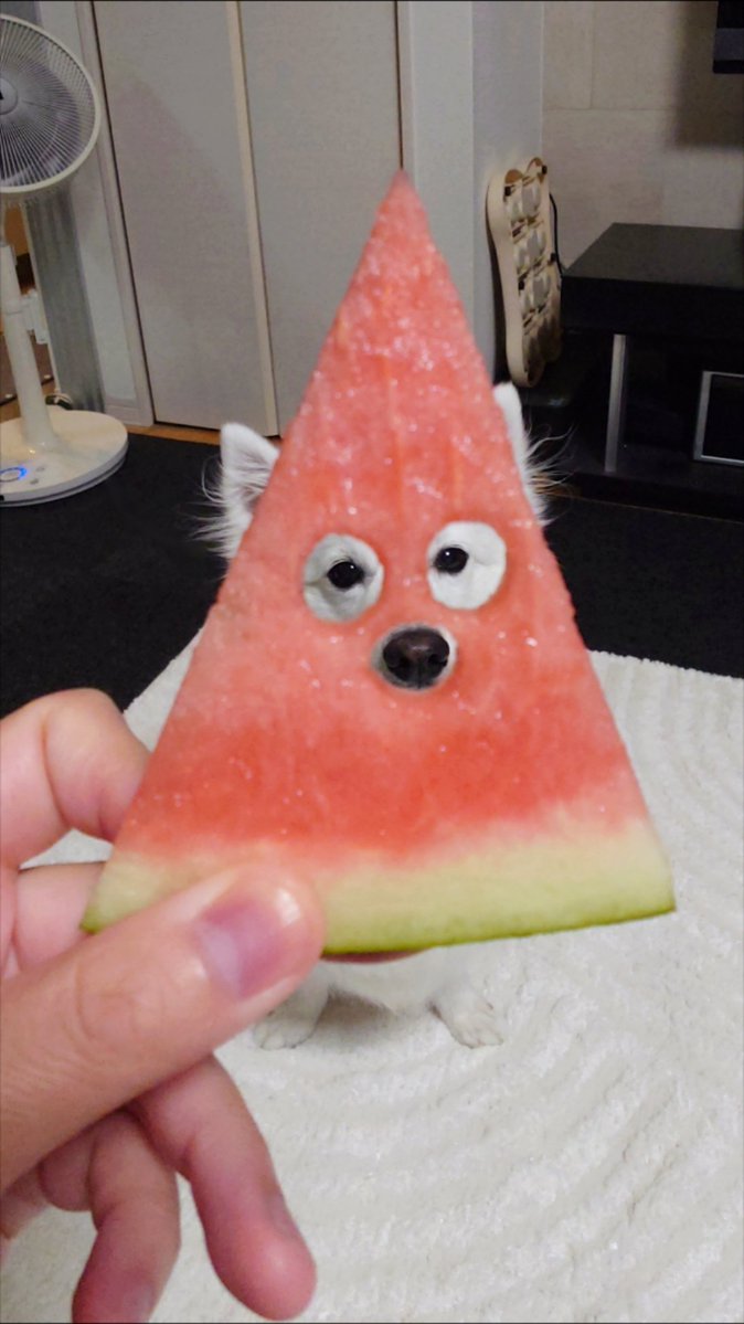 kukuri_shibainu tweet picture