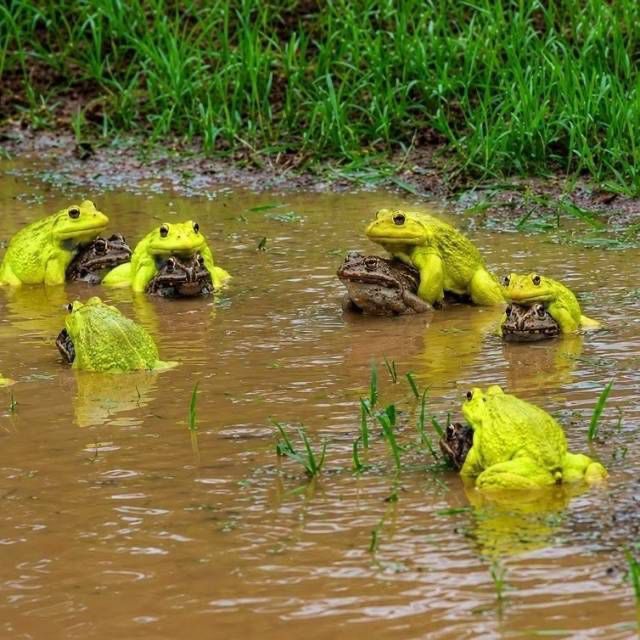 equine__dentist's tweet photo. i bet it feels good as hell to be neon while you’re mating with your frog wife https://t.co/gmygY2M8Xb