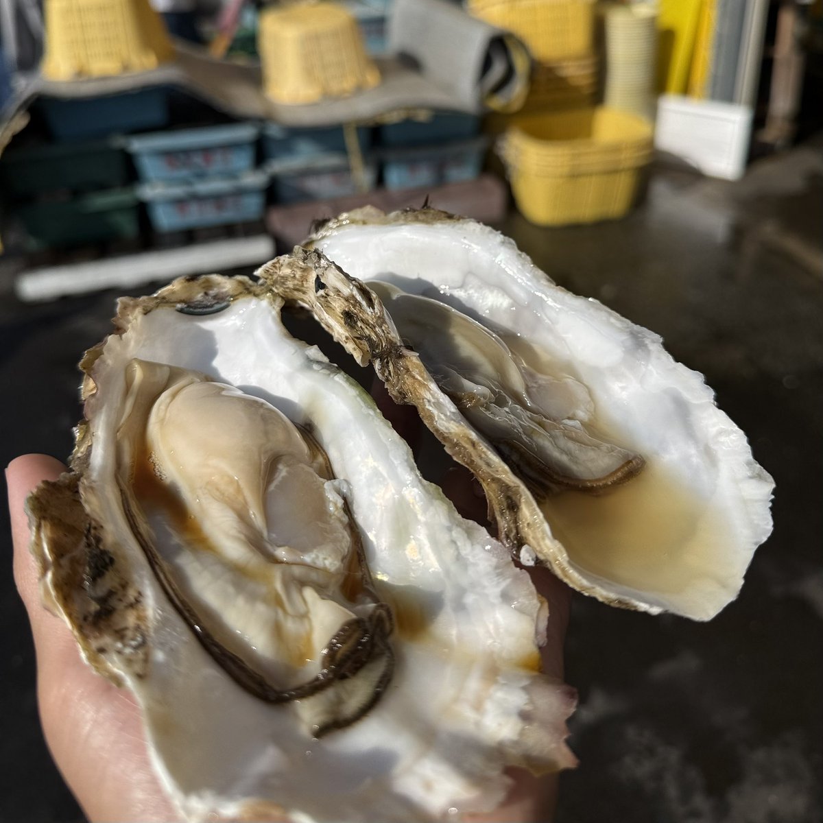 AriqinnMaster's tweet photo. 🌊🍣🦪 https://t.co/yR5Bx5qOXk