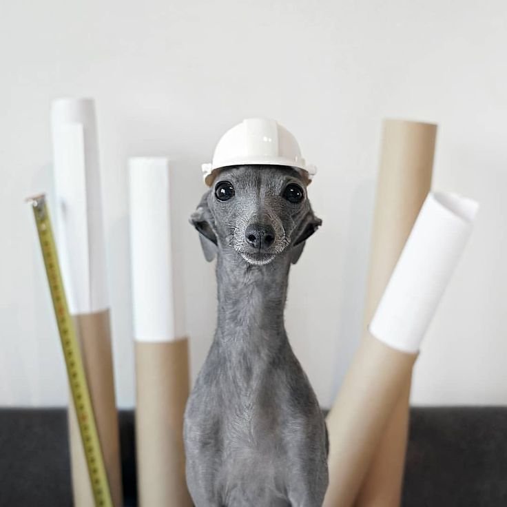 wolvesarec's tweet photo. Greyhounds are the best dogs https://t.co/OhY5ABe9YL