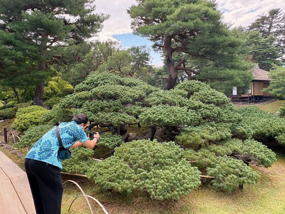 7_buuormuu's tweet photo. 推定樹齢500年の『這五葉松』に興味津々のトロピカルおじさん。🏝️ https://t.co/TWJurLSNJ7