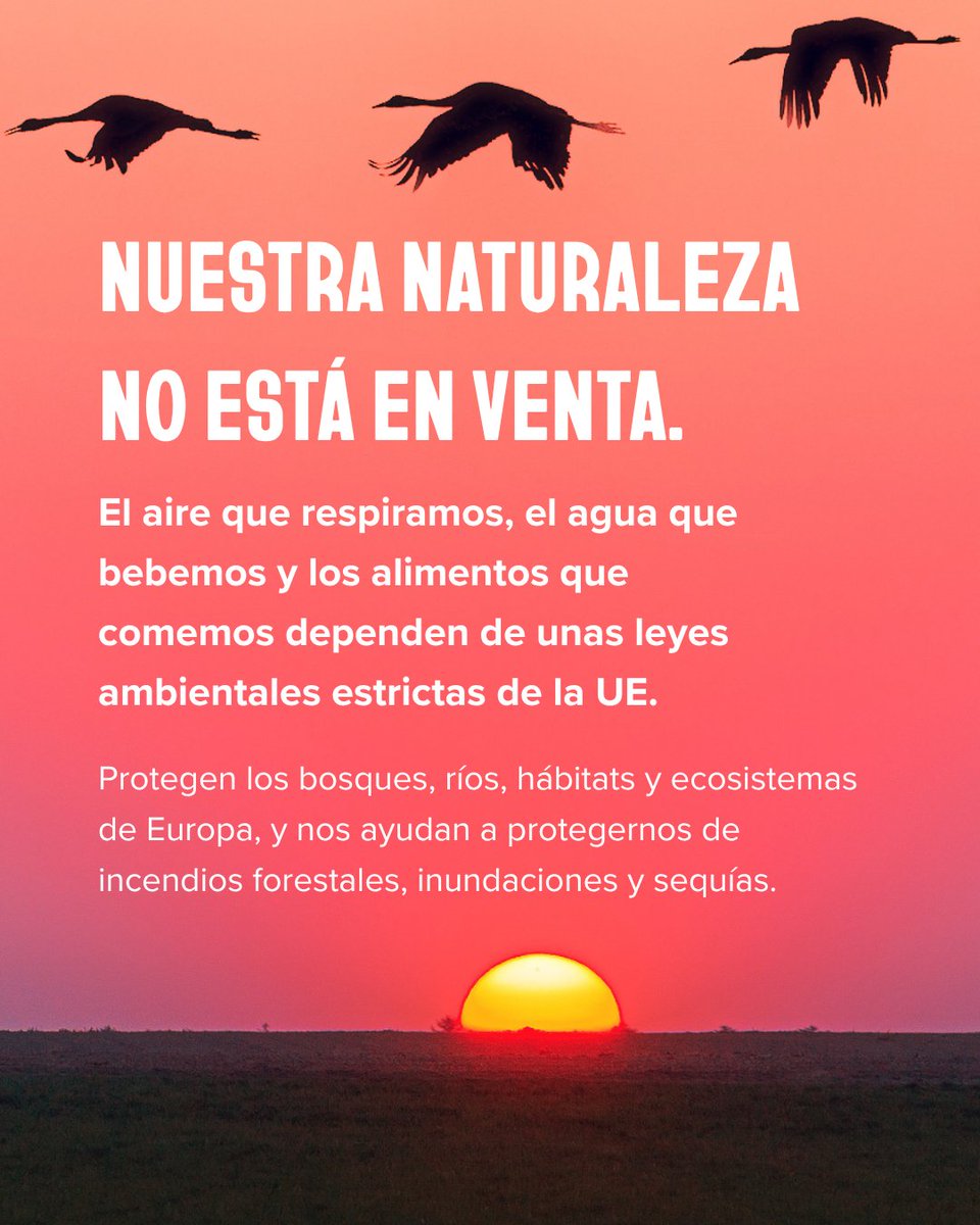 WWFespana's tweet photo. Mientras los incendios forestales arrasan Europa, la UE se plantea debilitar precisamente las leyes que protegen nuestros bosques, ríos y ecosistemas. 🤦‍♀️

Durante décadas, unas leyes europeas sólidas de protección de la naturaleza han protegido tanto a las personas como al medioambiente: desde el aire que respiramos y el agua que bebemos hasta nuestra capacidad para hacer frente a los desastres climáticos.

Los ecosistemas dañados de Europa no necesitan leyes más débiles. Necesitan que las leyes que ya tenemos se apliquen y cuenten con la financiación necesaria.

Más de 600.000 personas ya han alzado la voz.

Únete a ellas y pide a los líderes de la UE que mantengan sus #HandsOffNature 👉 https://t.co/Hn3wEhJwRD