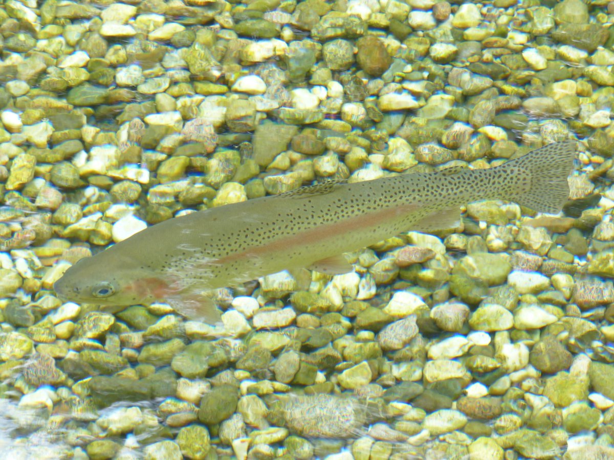 NitramSu's tweet photo. Jeder ist ein Genie! Aber wenn Du einen Fisch danach beurteilst, ob er auf einen Baum klettern kann, wird er sein ganzes Leben glauben, dass er dumm ist.

Albert Einstein https://t.co/35cCB0JjuV