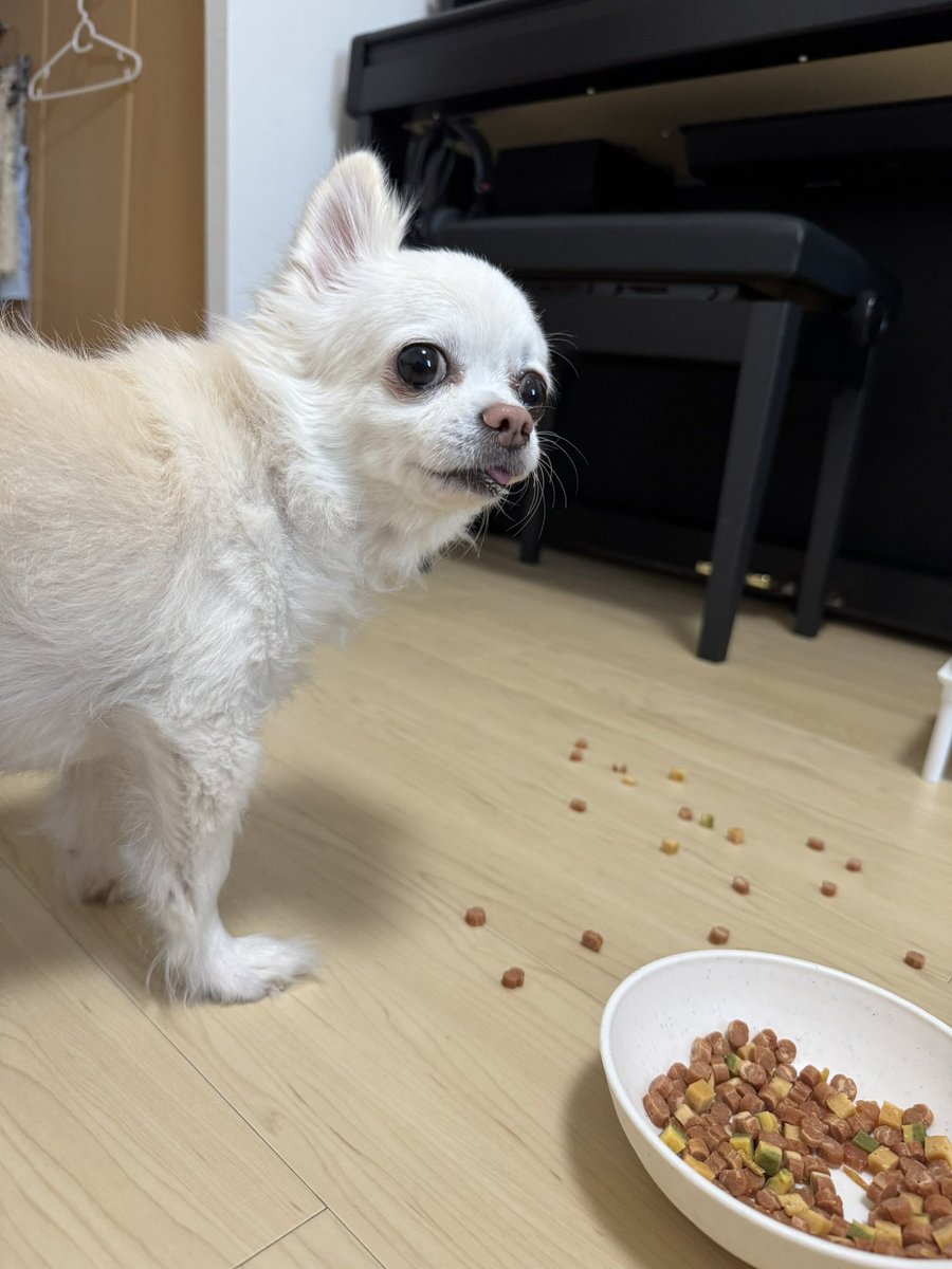 bechonnosuke's tweet photo. これは何ですかみたいな顔してる

#今日のべべ
#チワワ
#犬
#いぬ
#犬のいる暮らし https://t.co/ZohthqAjda