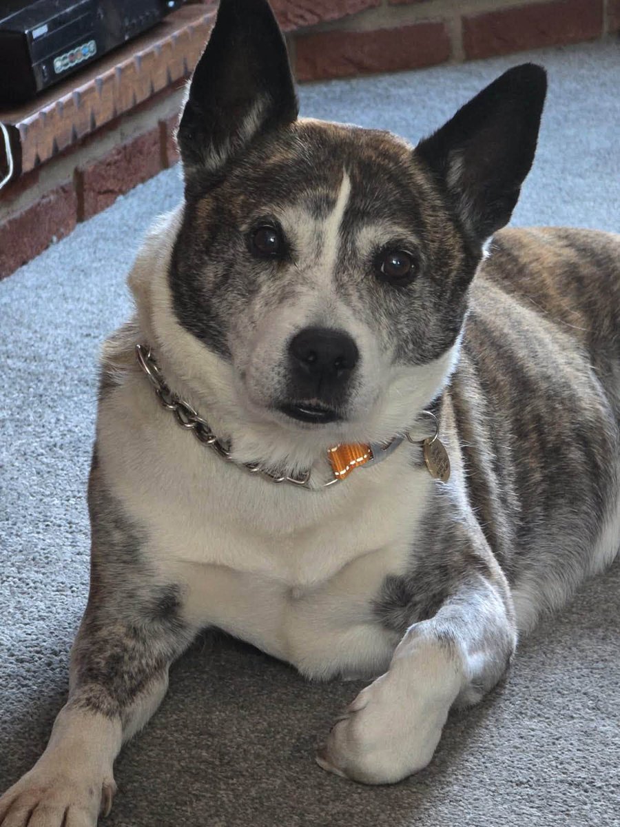 rescuedoggypaws's tweet photo. A little lady needs help Splinter currently in #Nottinghamshire 
A sweet girl aged 9 yrs old ideally to stay local
A very well rounded confident dog would be great for either a family dog or retired couple loves to go for a walk and walks nicely on a lead
https://t.co/wHNx0SrywK https://t.co/mtBwQoQZpI