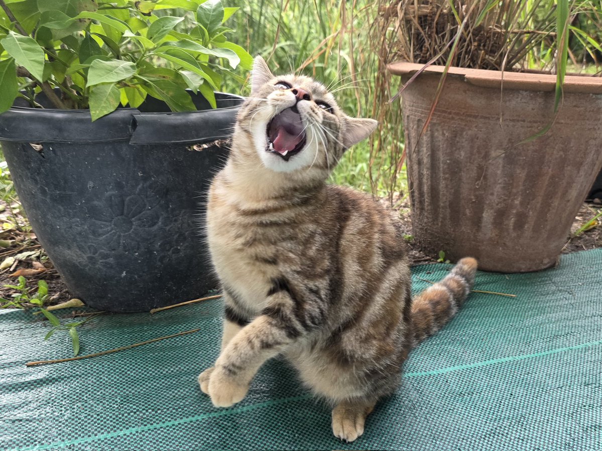 thmeow's tweet photo. น้องหมี่เด้ง: "เมื่อไรพ่อจะไปตัดแว่นสักทีคะ หนูชักเหลือทนแล้วนะคะ!"
#มะหมี่ https://t.co/8ZDdPa3Vvl