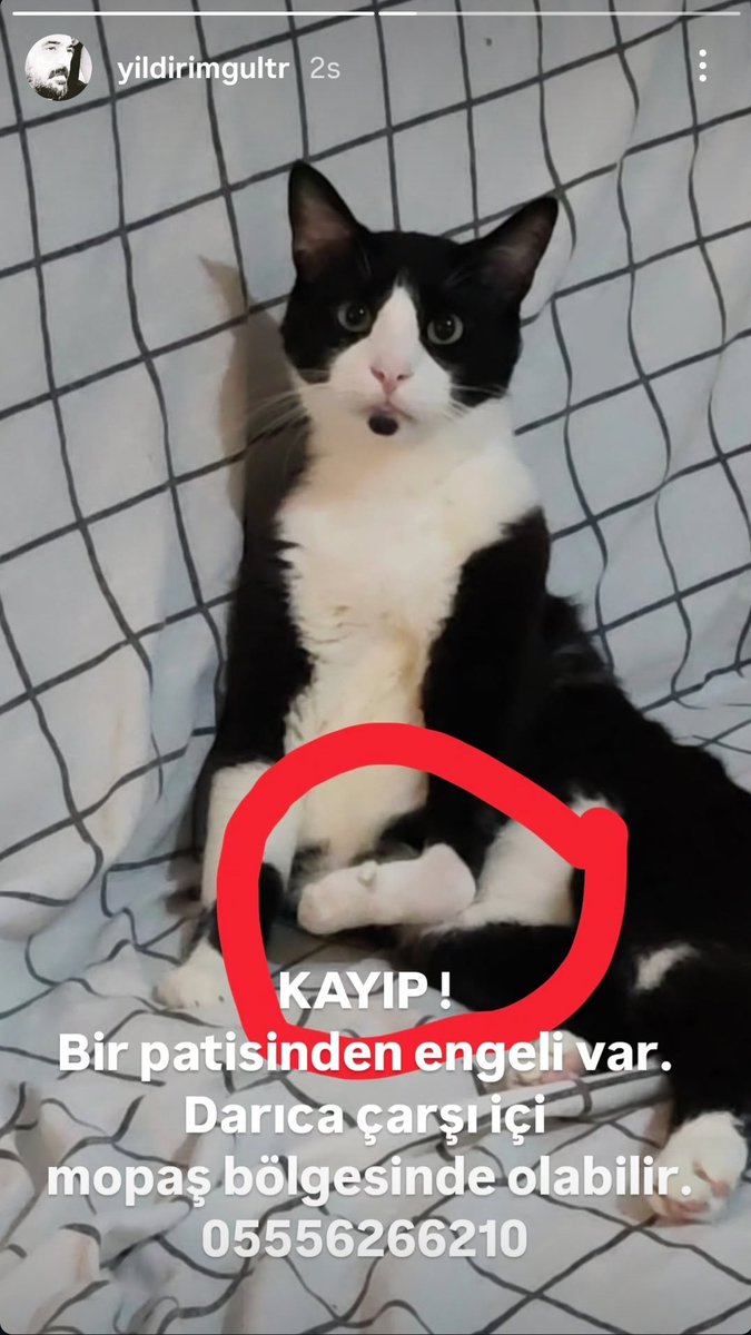 erenaligul's tweet photo. Kocaeli Darıca'da Kayıp Kedi
Adı: Bitter. İsmine duyarlı, erkek ve çok sevecen bir kedi. Bir patisi doğuştan kaynaklı engelli. 3 gün önce evden kaçmış. Bulan kişiye ödül olarak bir adet müzik aleti teslim edeceğim. 
Bulan veya görenlerin 0555 626 62 10 aramalarını rica ederiz. https://t.co/yM4oTmNUr3