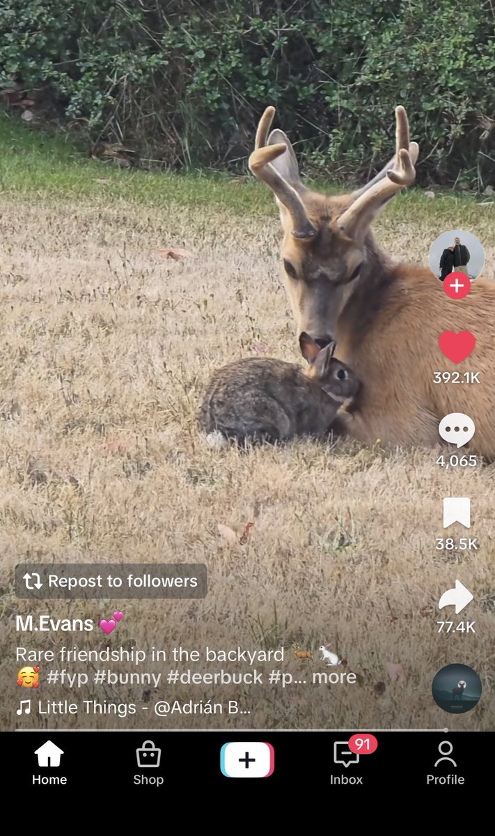 dadsonisms's tweet photo. oh hello little dreameranvil animals how are you…. https://t.co/ynkBXE0ERE