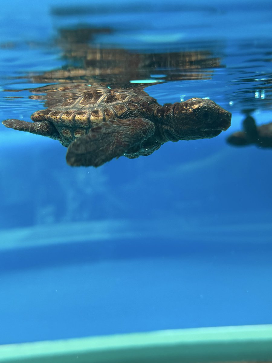 yappamuri3's tweet photo. 名古屋港水族館にも行ってきたよ
生まれたてのウミガメの赤ちゃんが見れてよかった🐢 https://t.co/B0AJutnHdv