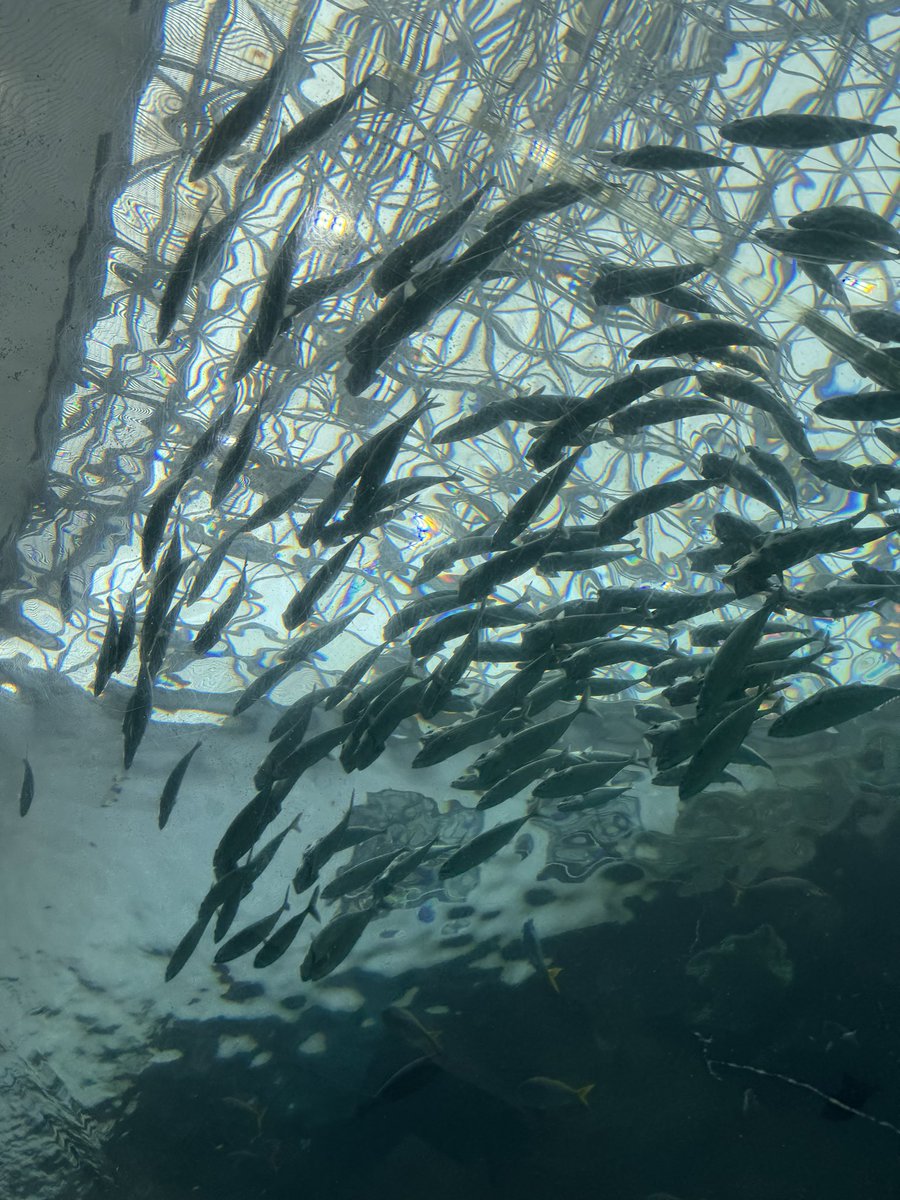 yappamuri3's tweet photo. 名古屋港水族館にも行ってきたよ
生まれたてのウミガメの赤ちゃんが見れてよかった🐢 https://t.co/B0AJutnHdv