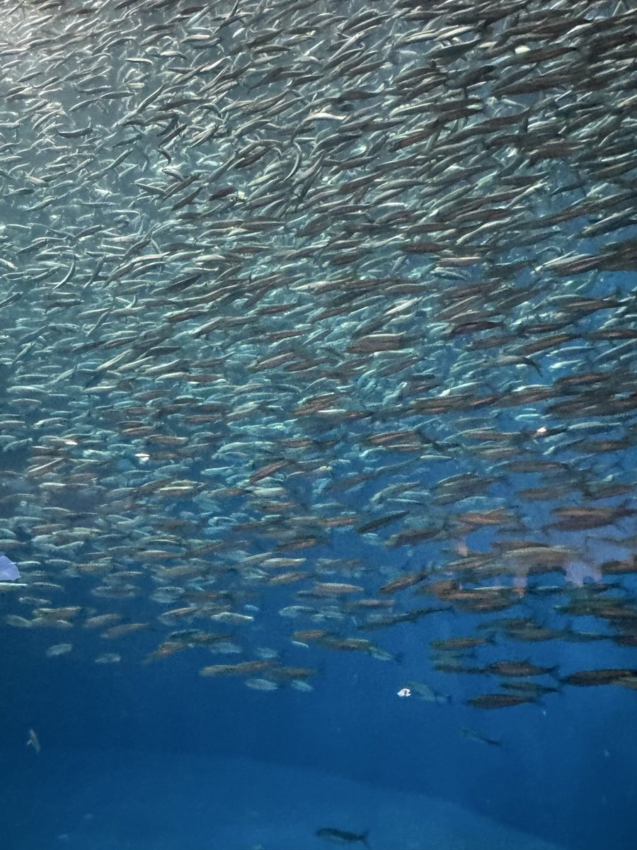 yappamuri3's tweet photo. 名古屋港水族館にも行ってきたよ
生まれたてのウミガメの赤ちゃんが見れてよかった🐢 https://t.co/B0AJutnHdv