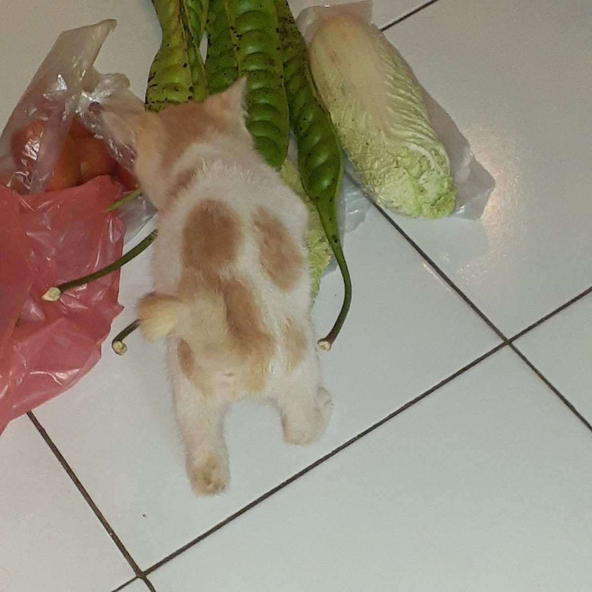__chimichi's tweet photo. pernah sekecyl pete https://t.co/8EjbsU1R29