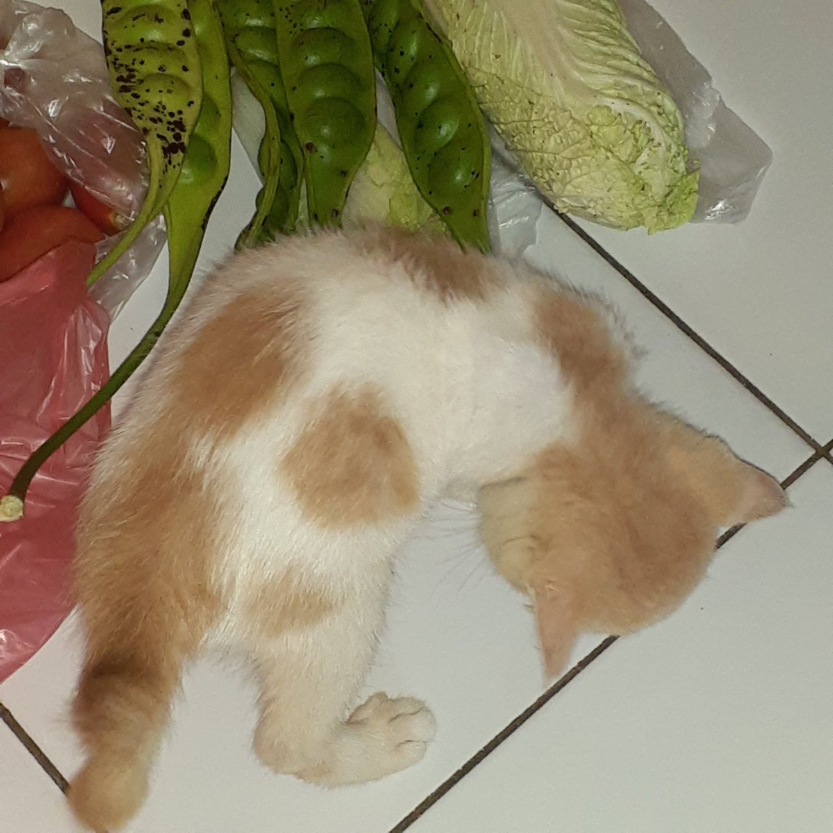 __chimichi's tweet photo. pernah sekecyl pete https://t.co/8EjbsU1R29