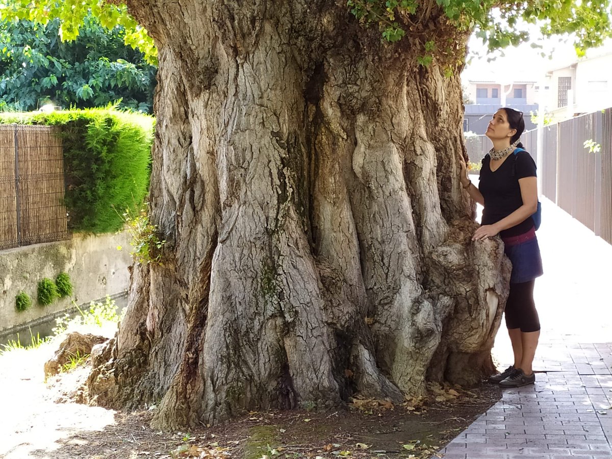 pipapipia's tweet photo. One wonderful tree next to my favorite lake. Naomi to compare it to. https://t.co/S1Ty4u638b