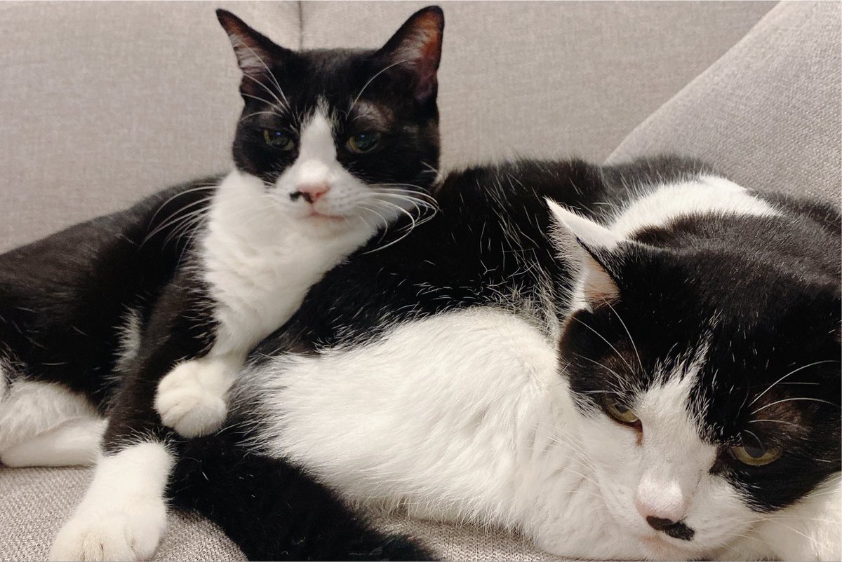 allsp500's tweet photo. なんでこれ万バズしてるの…ﾊｧﾊｧ…
うちの猫見て… https://t.co/ZO0Psgh8on