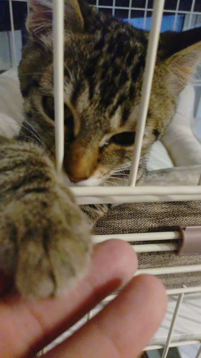anman001's tweet photo. バーニングの家の子猫があまりにもあざといッ！！あざとすぎるッ！！！ https://t.co/w7ACRjI9cv