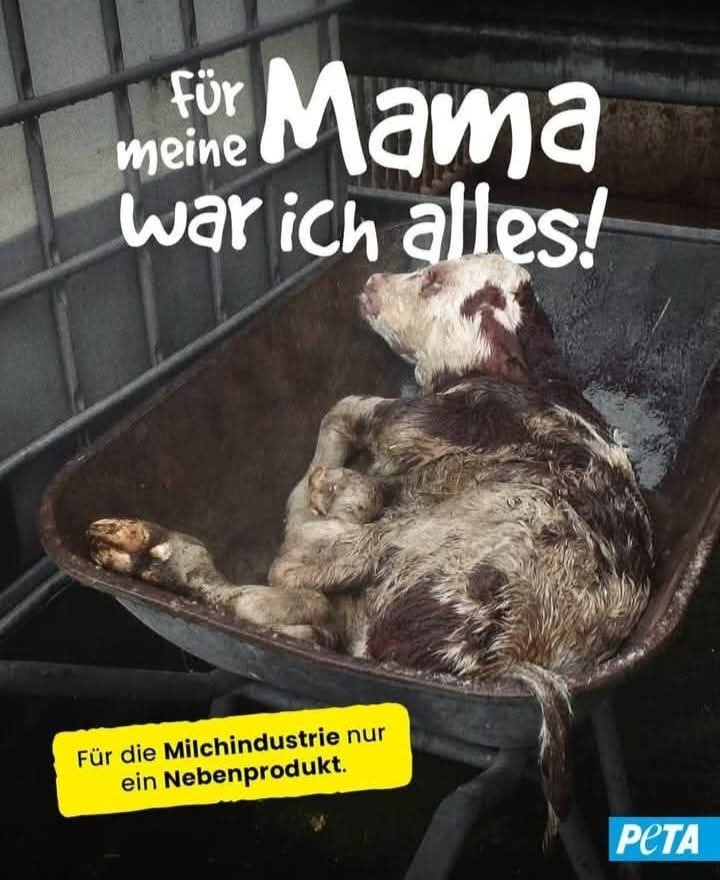FREEWOMENAFGHAN's tweet photo. #GoVegan #vegan #animals #animal #AnimalRights #PlantBased #Tierleid #Tierrechte #StopTierleid #StopAnimalCruelty #VeganActivism #EndAnimalAbuse #AnimalLiberation #JusticeForAnimals #SpeakForTheVoiceless #CompassionForAnimals #VeganMovement #ChooseCompassion #CrueltyFree #Farm https://t.co/VbJYEZtQQa