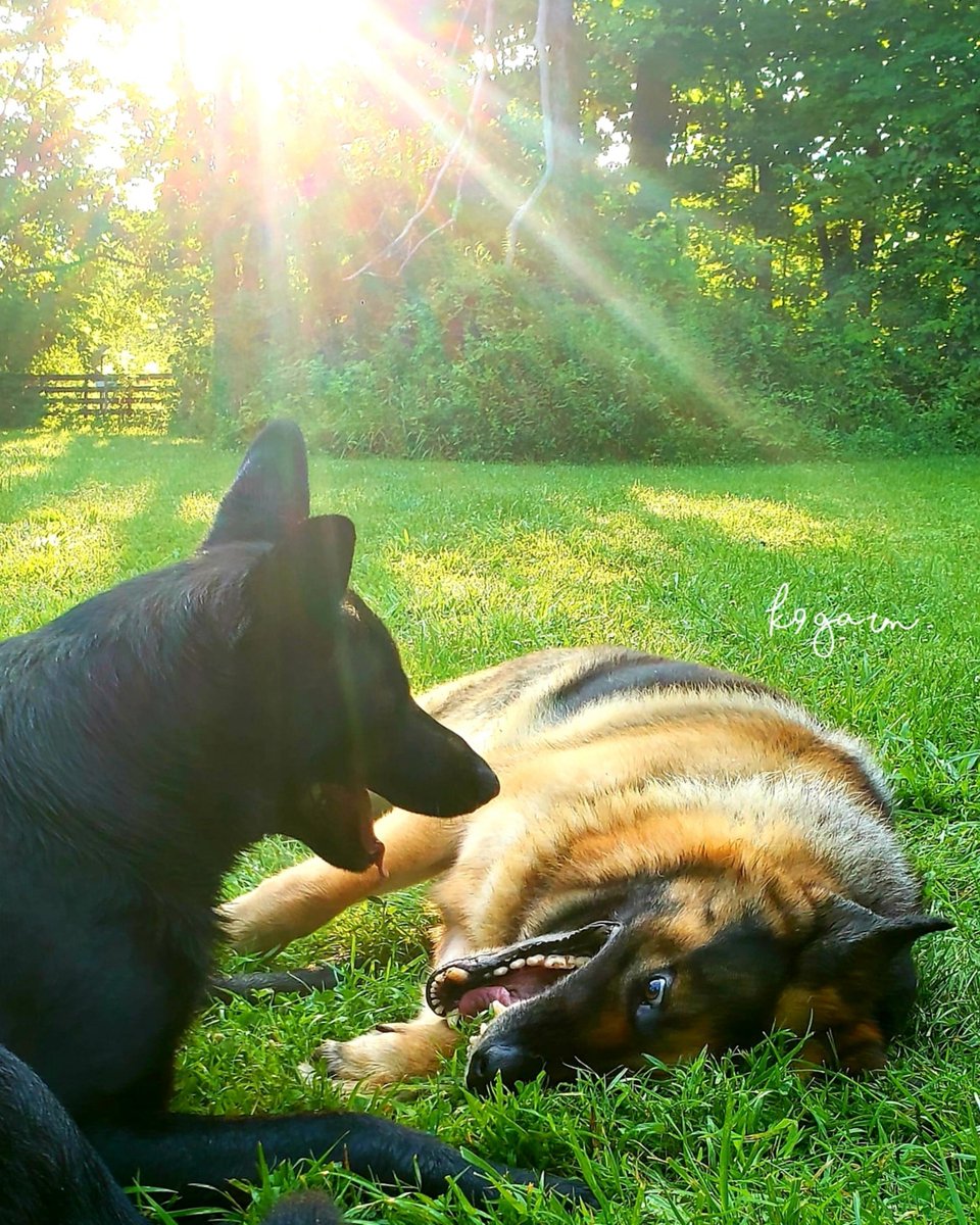 K9Garm's tweet photo. GM. https://t.co/9CZPmZtUg0