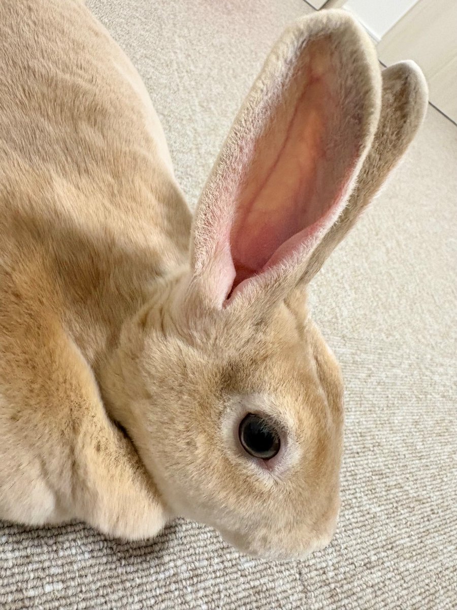 booboousag's tweet photo. 同一うさぎに見えない https://t.co/jefzx3DNt4