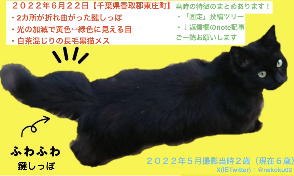 nekoku02's tweet photo. 【千葉県香取郡 #東庄町 2ヶ所折れ曲った鍵しっぽの長毛黒猫くー♀を探してます】
返信欄に詳細：くーの鍵しっぽは触らなくても分かるものです。歩いたり、立っていると分かり易いです

⭕️光の加減で黄↔︎緑に見える目
⭕️成猫のメスらしい大きさ

東庄町石出 '22年6/22 下総橘駅 香取市 旭 銚子 神栖 https://t.co/p9HvuqNPbz