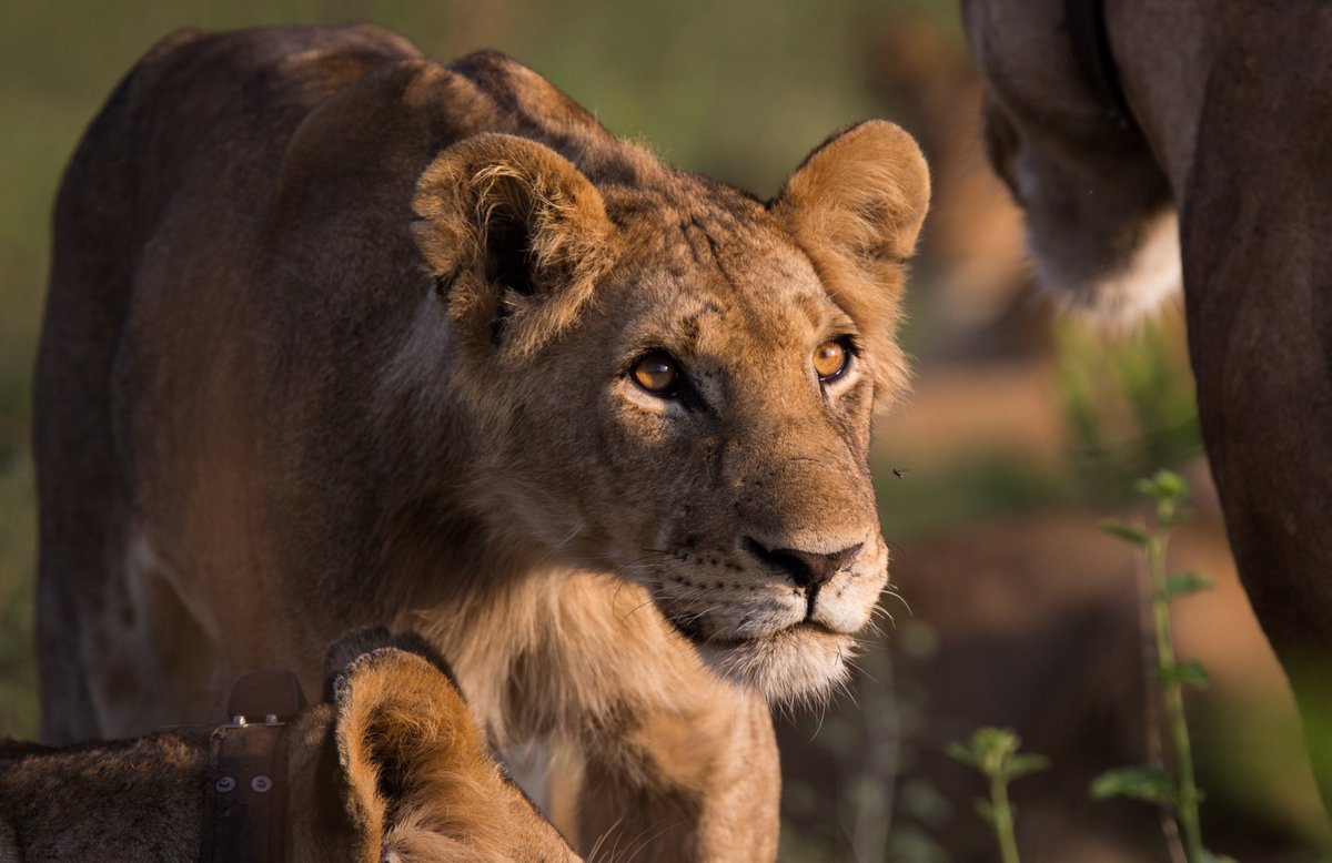 AkageraPark's tweet photo. 🦁 Happy World Lion Day!

Today we celebrate one of Akagera National Park’s greatest conservation success stories. After nearly two decades without lions, their reintroduction marked a new chapter for the park and helped restore a key part of its ecosystem. Through ongoing monitoring, research, community engagement initiatives such as the annual Lion Cup, and science-based population management, Akagera’s lions continue to symbolise the power of conservation, partnership, and coexistence.

Visit Akagera and experience the roar of Rwanda’s wilderness.

#WorldLionDay #Akagera #LionsOfAkagera #Conservation #AfricanParks #Rwanda #VisitRwanda

Photos: @CourdessesMath3