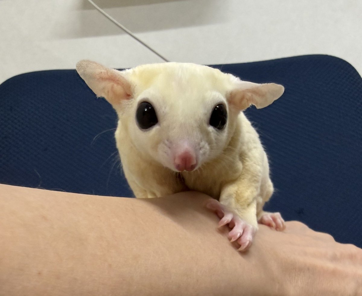 pure_momo's tweet photo. ピュア☆ホワイト♂人慣れしてます♪ 
https://t.co/ZxLkgHEsBF

実際にふれあい・ご見学も可能です◎
初めての方もお気軽にご来店ください🦔✨

📍ピュアアニマル本店
東京都大田区中央7-16-17
🚃池上駅から徒歩16分
⏰12:00〜18:00（ご予約優先）
☎03-3755-9897
#ペット #ペットのいる暮らし #フクロモモンガ #モモンガ #フクモモ #エキゾチックアニマル #ピュアアニマル  #大田区  #品川区  #川崎市