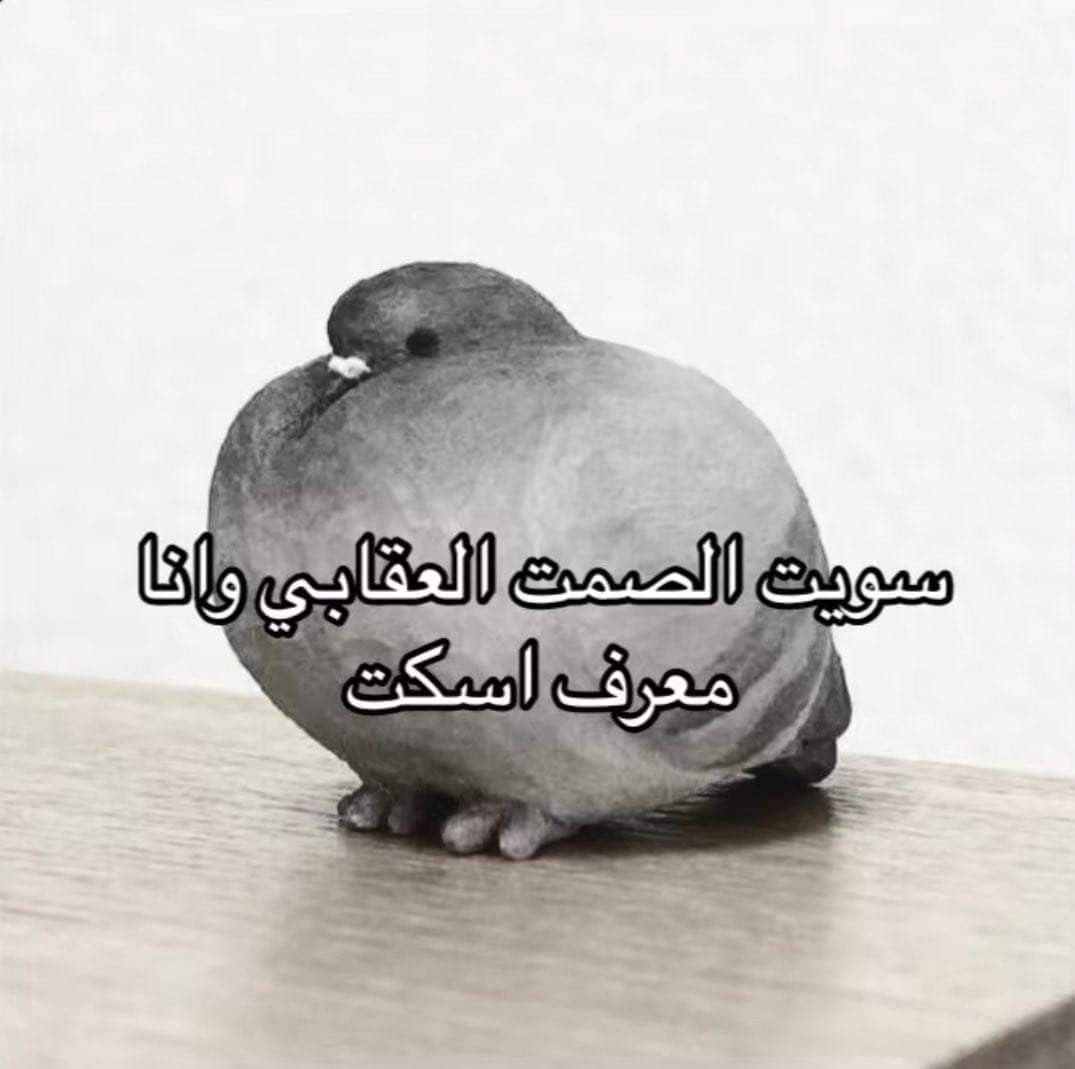 PP44K's tweet photo. حرفيا بس تبغا تسولف https://t.co/JZ1vrzc2ug