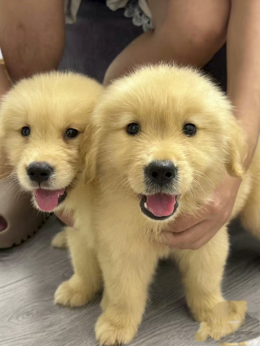 saidazis3's tweet photo. [My little furball just hit 6 months old!  Went from wobbly newborn to zooming around the house like a tiny tornado—every messy cuddle and silly step is my favorite memory. Love this growing-up journey with my best pal!]， https://t.co/QgHzLBADna