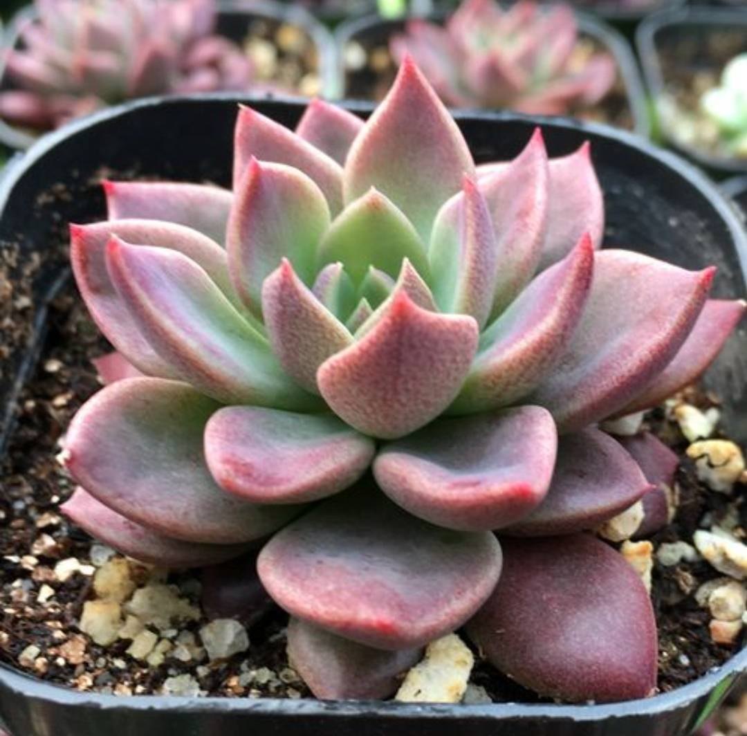 RhondaD1998's tweet photo. Houseplant tip: Let your succulents dry out completely between waterings! Overwatering is the #1 killer of these low-maintenance beauties. https://t.co/HSsnAelgSD