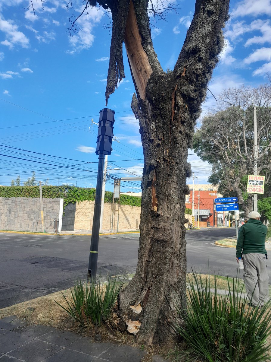 Tierralunaluna's tweet photo. Los vecinos de Gabriel Pastor 1a secc.  Solicitamos @AmbientePuebla @Servicios_Pub el retiro (tala) de dos árboles en el camellón de la 43 pte. Y 5 Sur están secos y llenos de grandes hongos descomponiendo sus bases.  Ambos representan un gran peligro
@pepechedrauimx https://t.co/of5jBnxdof