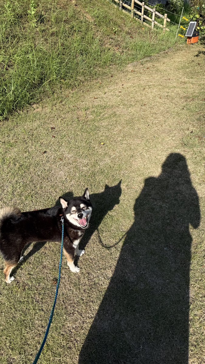 h1c__'s tweet photo. ブルーベリーいっぱい食べれてハッピー犬🐕 https://t.co/rHQl2v7uu9