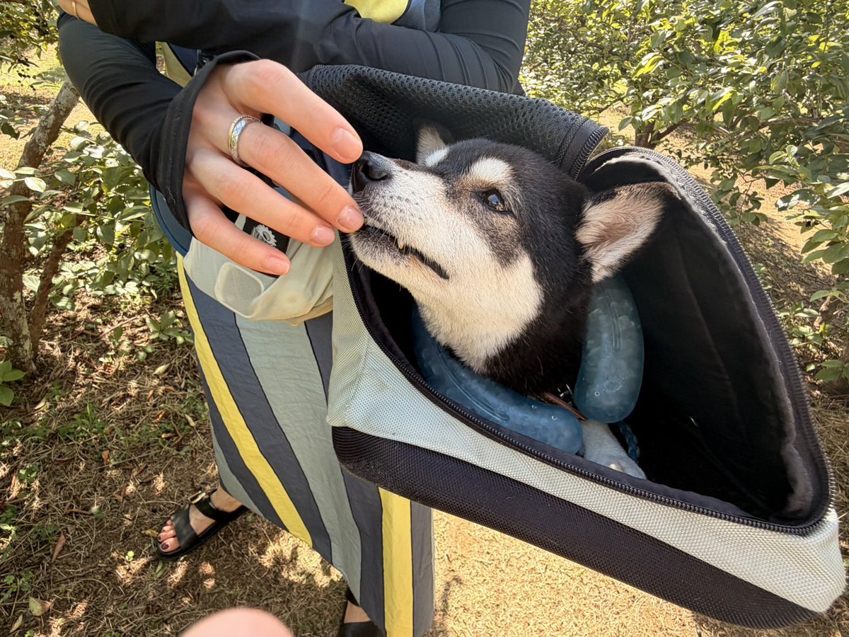 h1c__'s tweet photo. ブルーベリーいっぱい食べれてハッピー犬🐕 https://t.co/rHQl2v7uu9